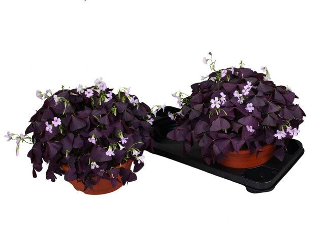 Oxalis trian. 'Mijke' bowl Red Leave - Indoor plants - Windyridge Garden Centre