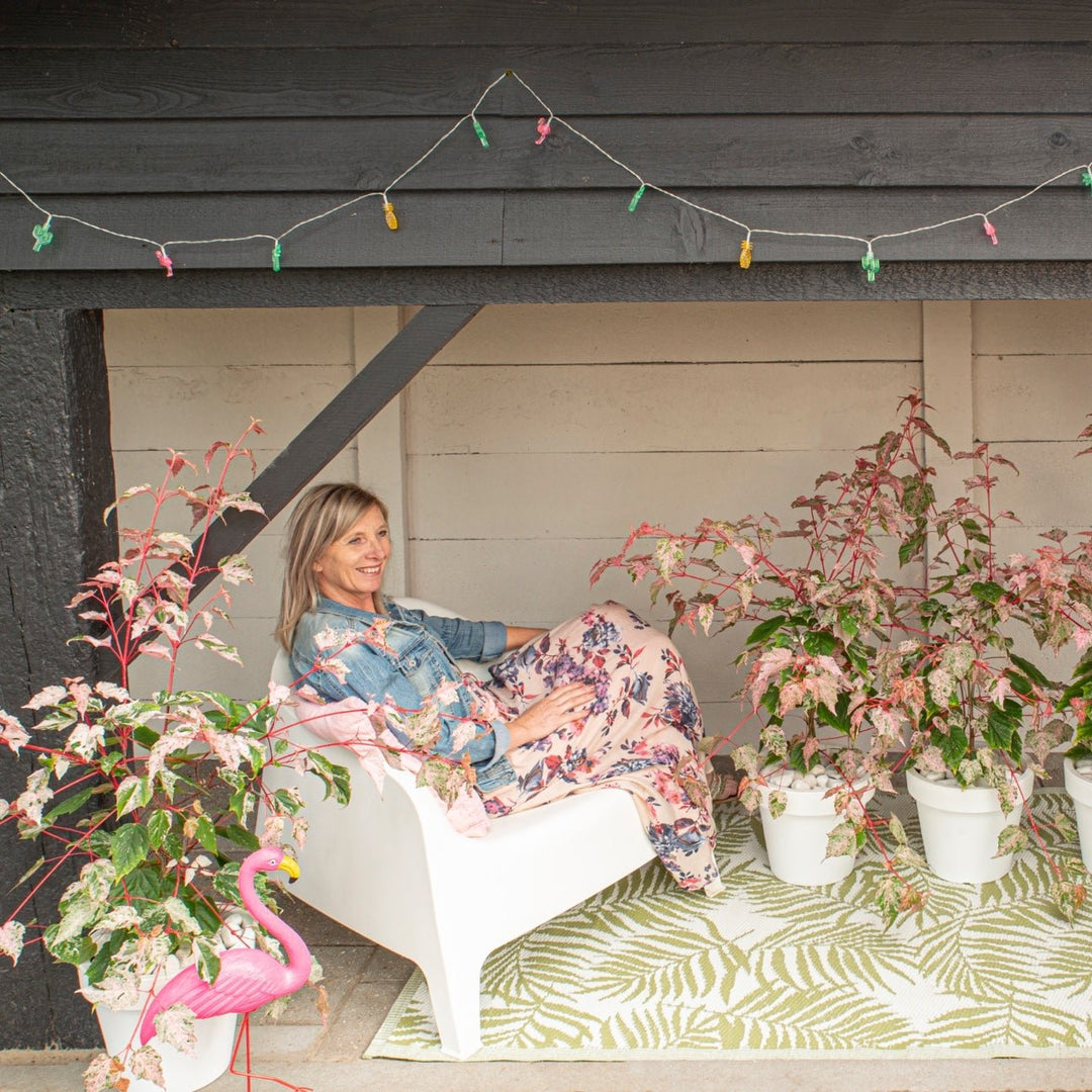 Acer conspicuum Red Flamingo