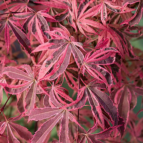 ACER PALM. SHIRAZZ