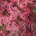 Acer palm. Shirazz