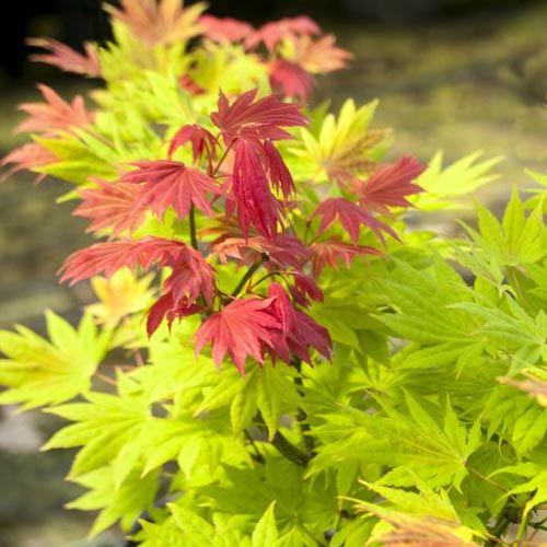Acer shirasawanum Moonrise 90 cm st. Deco 18L.