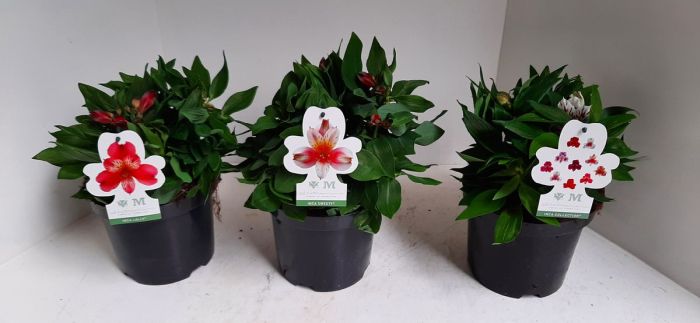 Peruvian Lily Alstroemeria In Cultivars (19cm Pot)