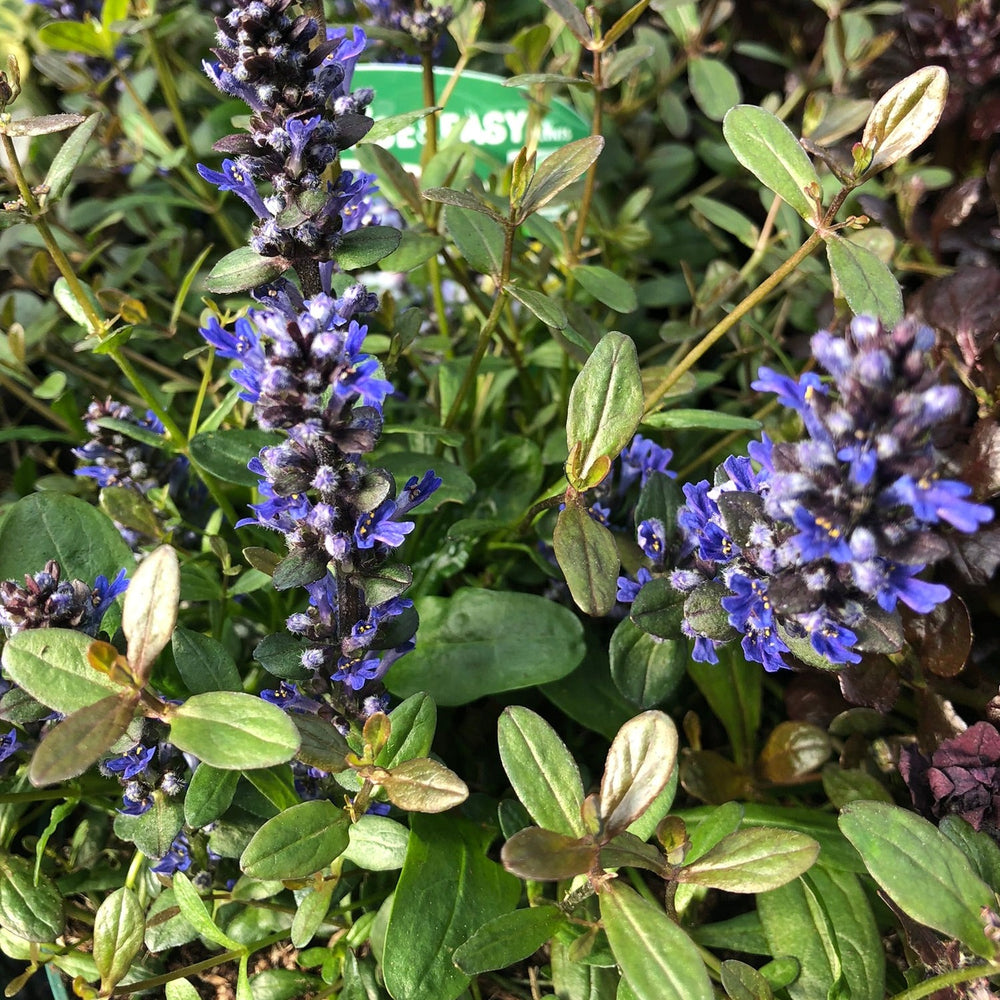 Ajuga Reptans Chocolate Chips - Herbaceous - Windyridge Garden Centre