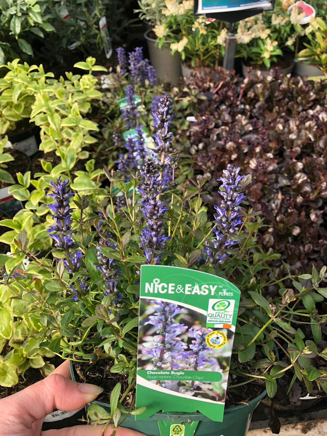 Ajuga reptans Chocolate Chips