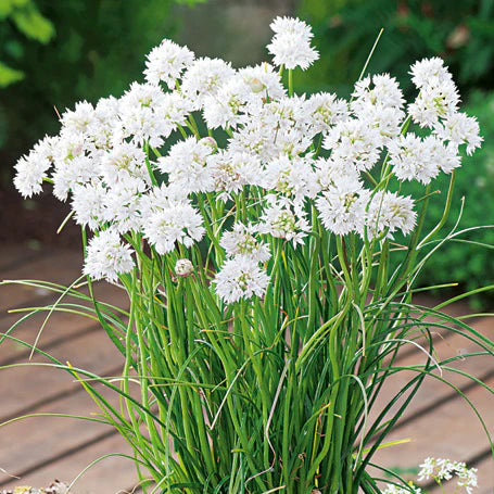 ALLIUM GRACEFUL BEAUTY 20