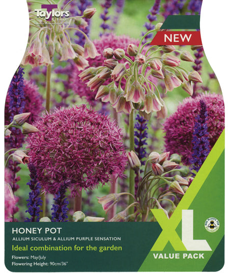 ALLIUM HONEY POT 18