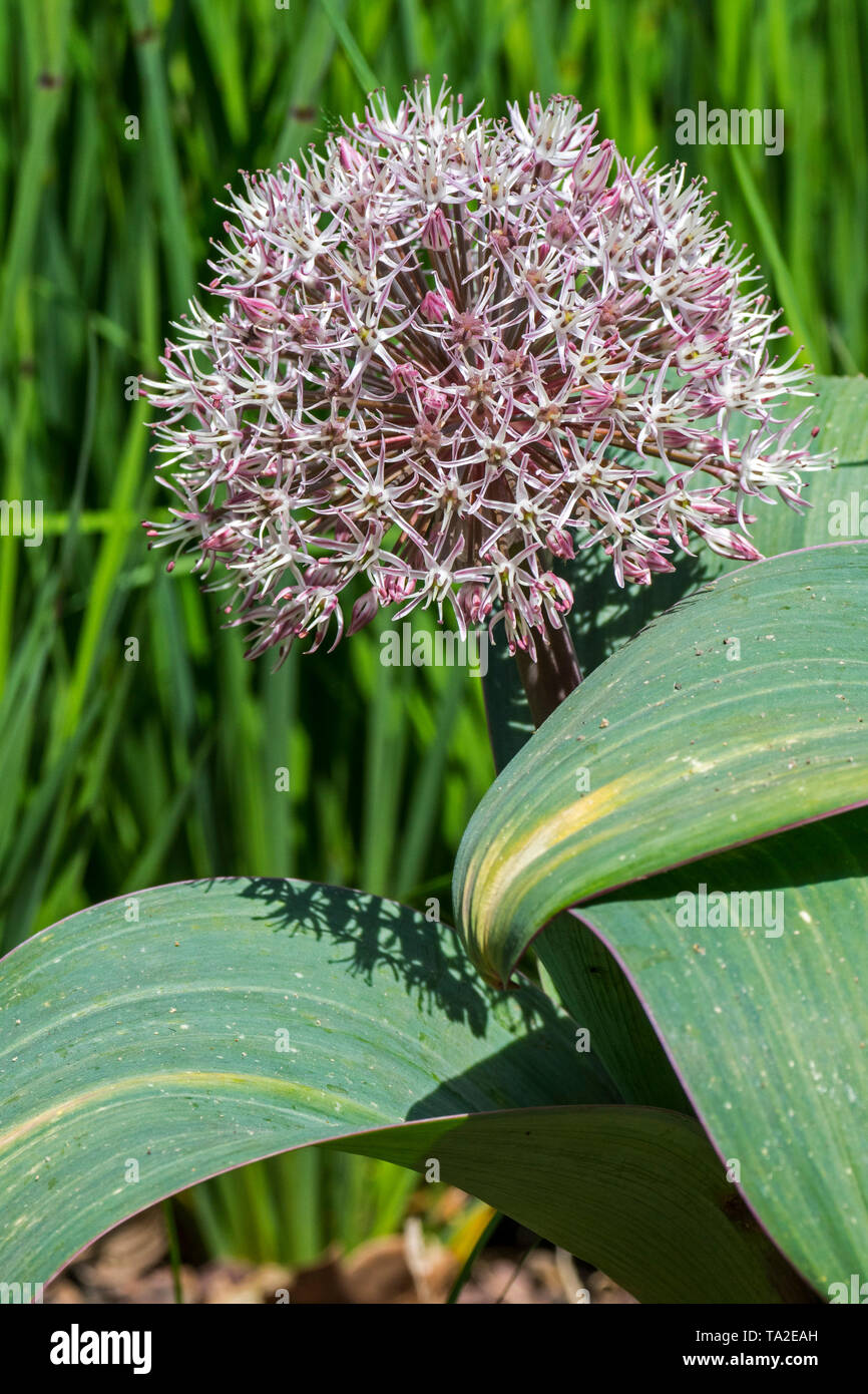 Allium Karataviense x 5