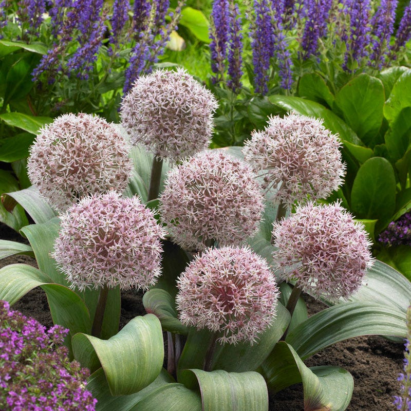 Allium Karataviense x 5