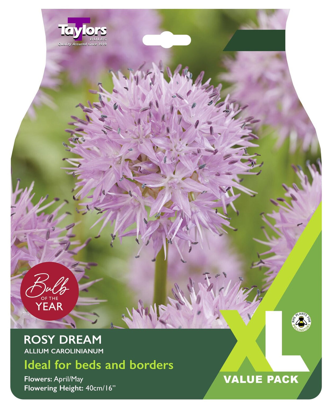 ALLIUM CAROLINIANUM ROSY DREAM 18