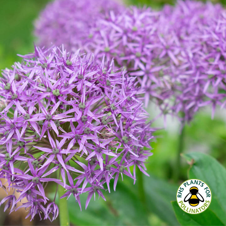 ALLIUM VIOLET BEAUTY 6