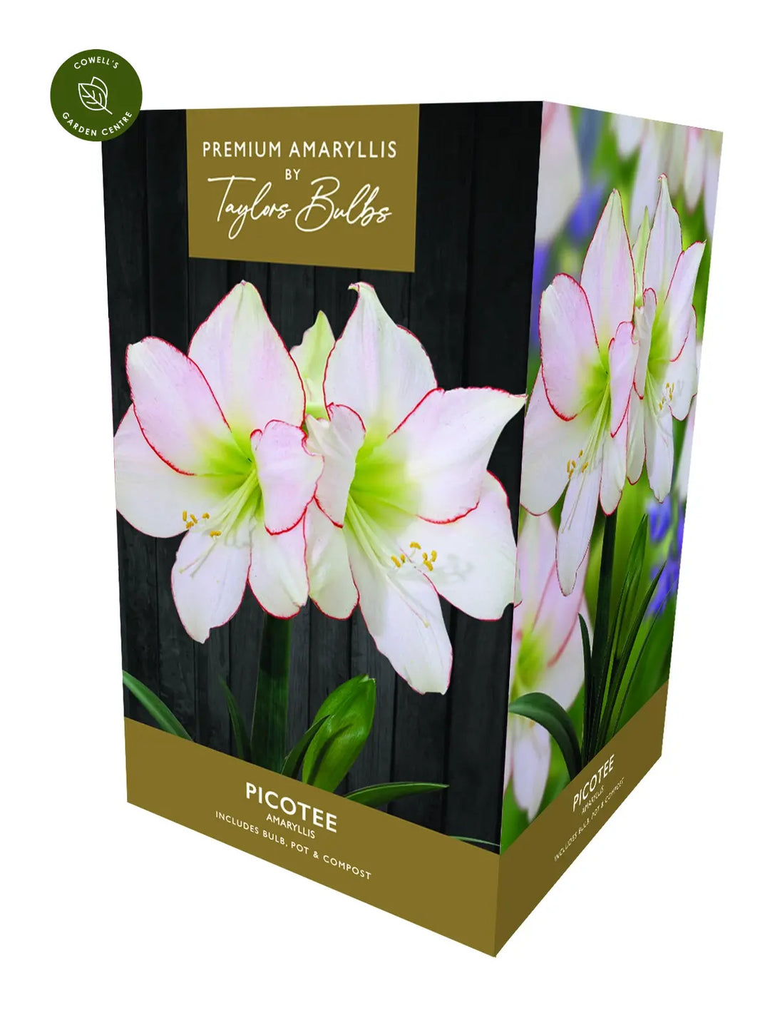 Amaryllis Picotee - Bulbs - Windyridge Garden Centre