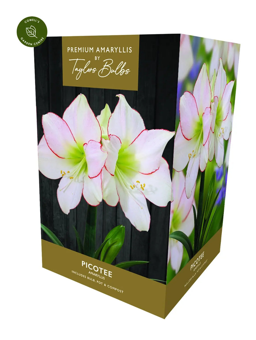 Amaryllis Picotee - Bulbs - Windyridge Garden Centre