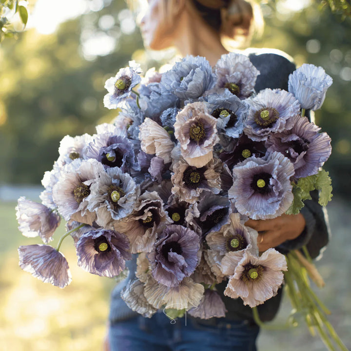 Poppy Amazing Grey