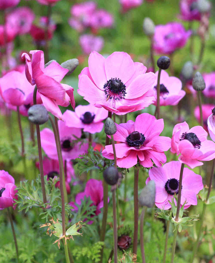 ANEMONE SYLPHIDE X 10