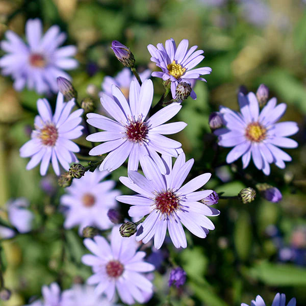 Aster Little Carlow