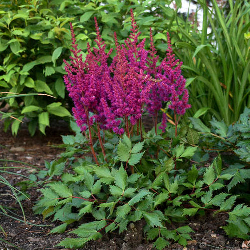 ASTILBE chin. Vision in Red 3L