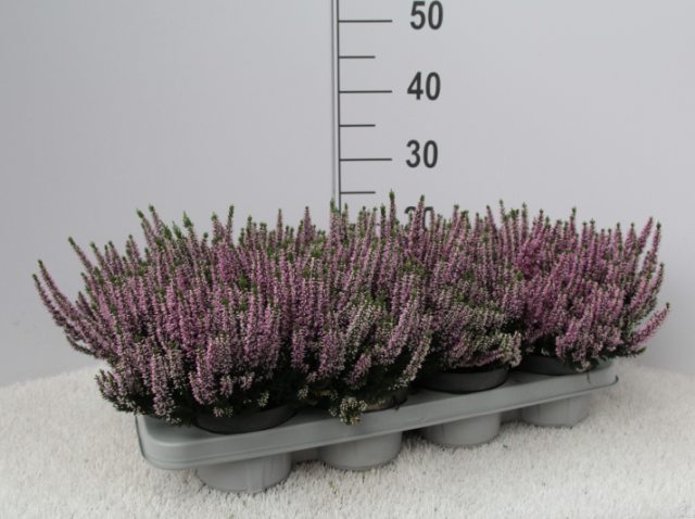 Calluna vulg. Beauty Ladies purple  P11