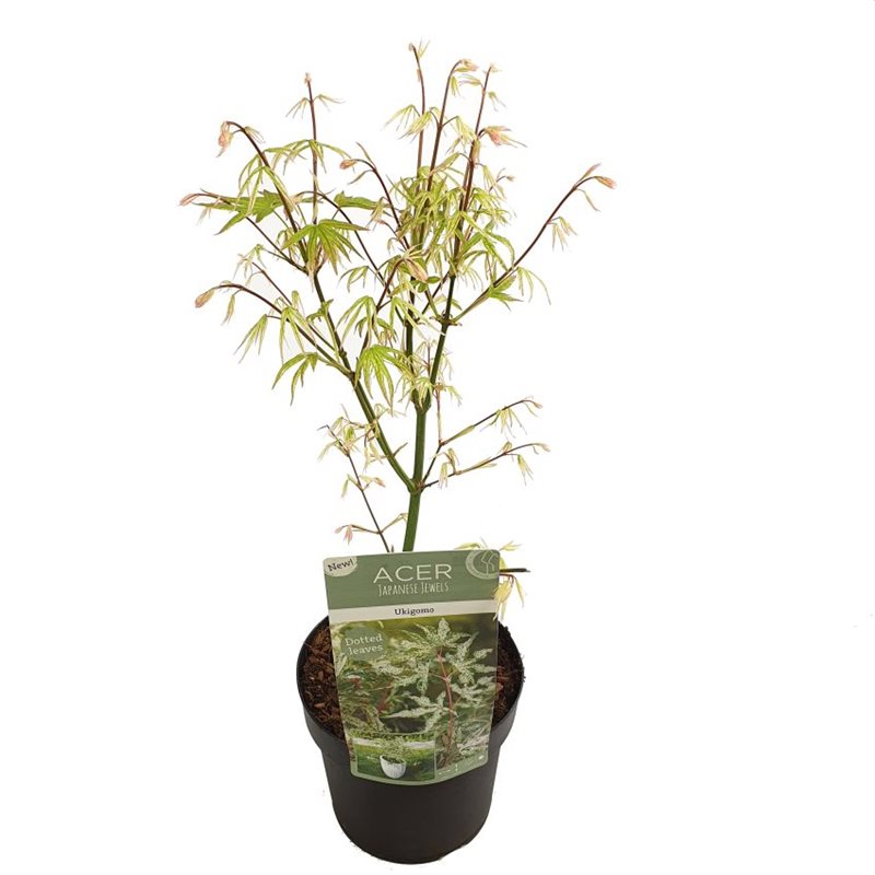 Acer palmatum Ukigumo  3 Ltr pot