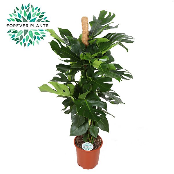 Buy Monstera Deliciosa(Forever) P27 + Mosspole Online | Windyridge ...