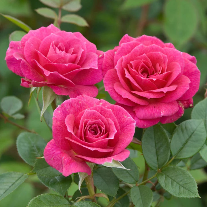 ROSA-GLORIANA-Flower