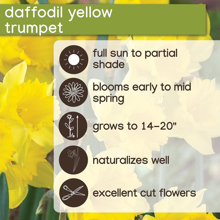Daffodils Trumpet Yellow 2kg