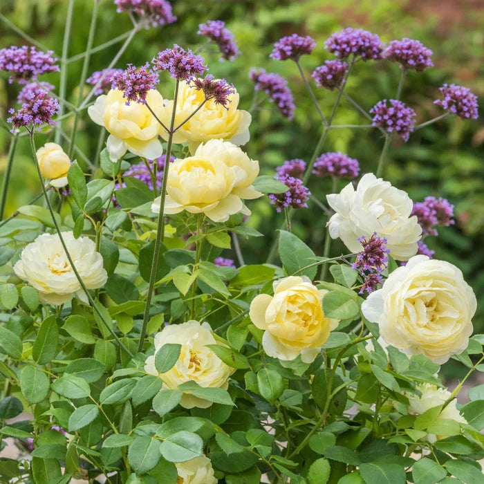 Rosa Vanessa Bell 6L