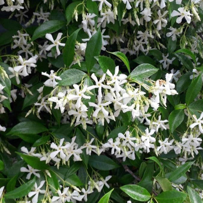 Trachelospermum-jasminoides-Flower