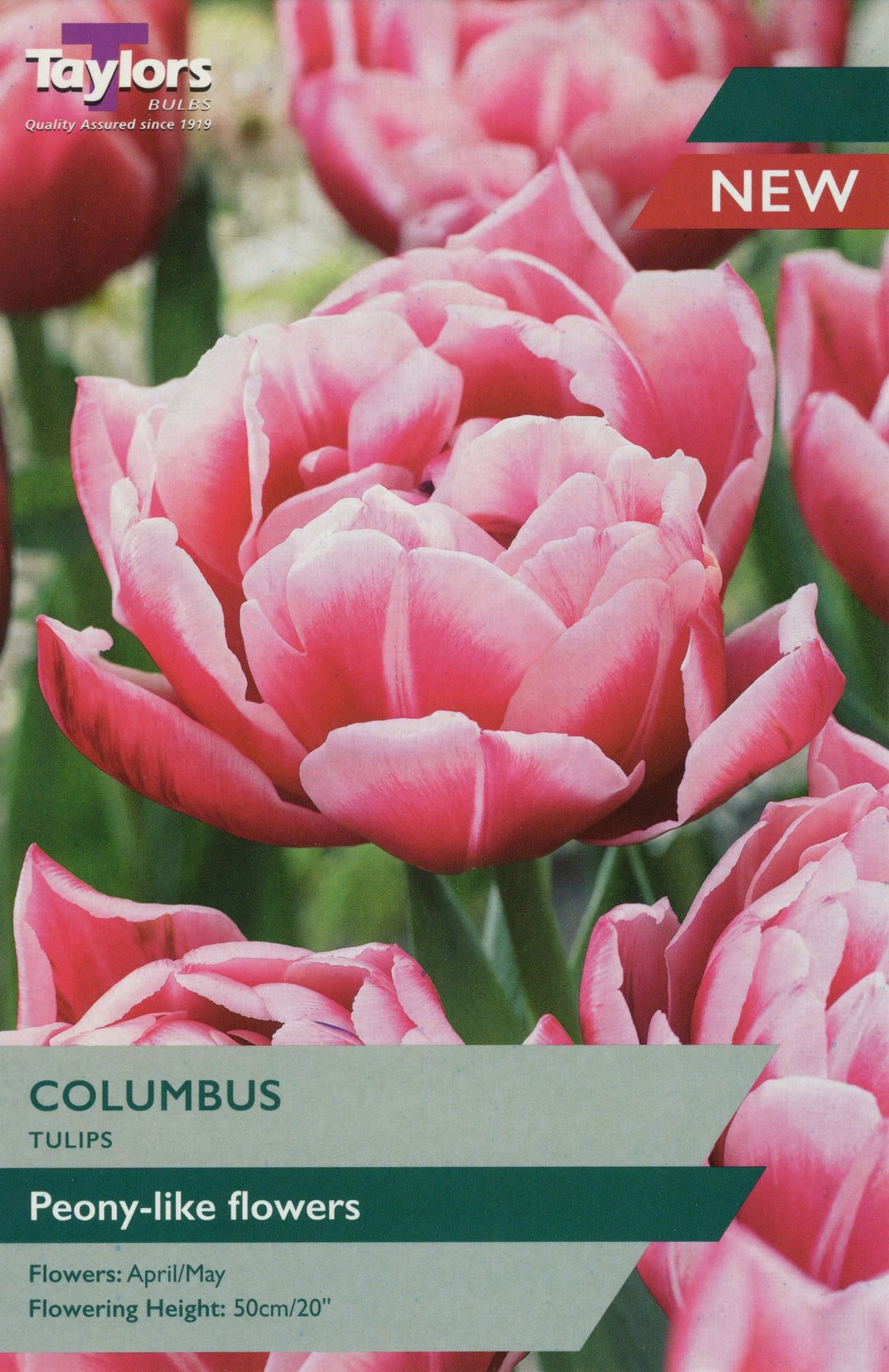 TULIP COLUMBUS 5