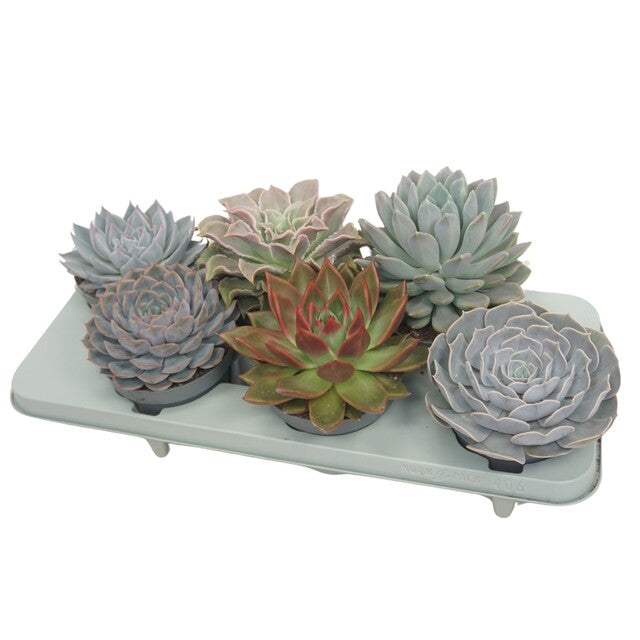 Echeveria mix p13 - Indoor Plants - Windyridge Garden Centre