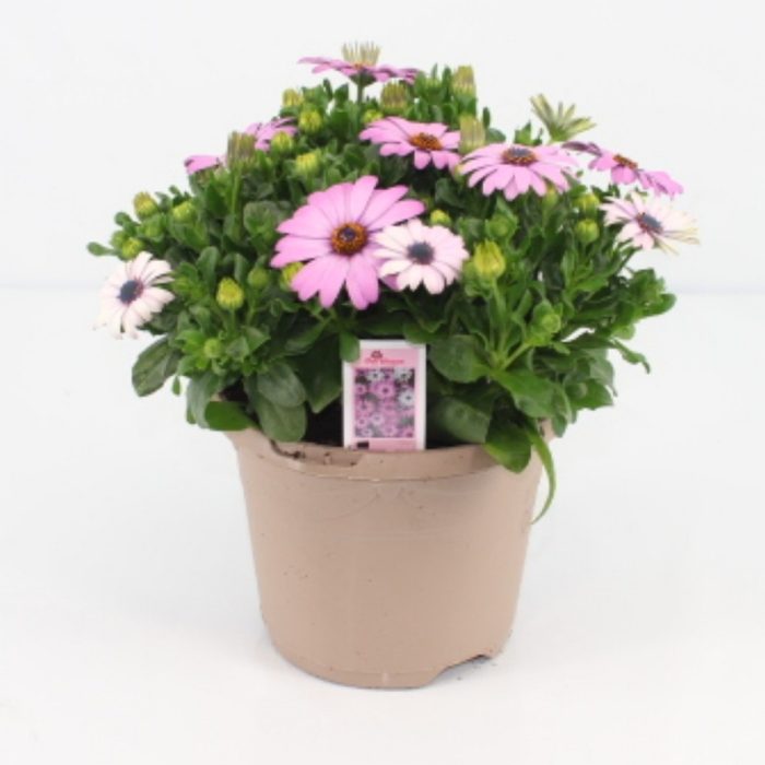 Osteospermum Margarita cream