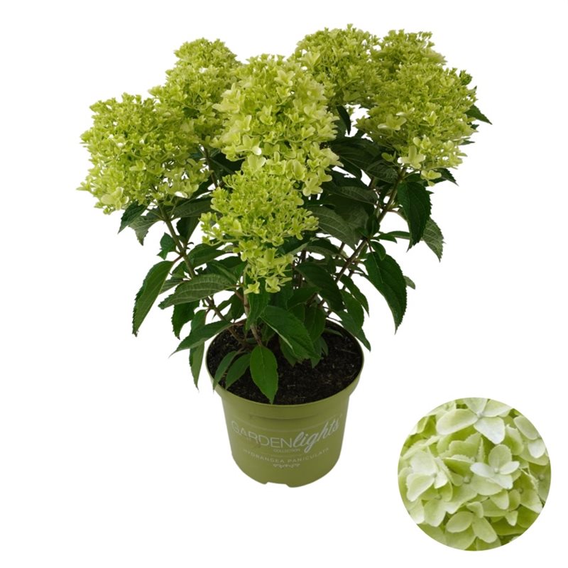 Hydrangea pan. Whitelight  5 Ltr pot