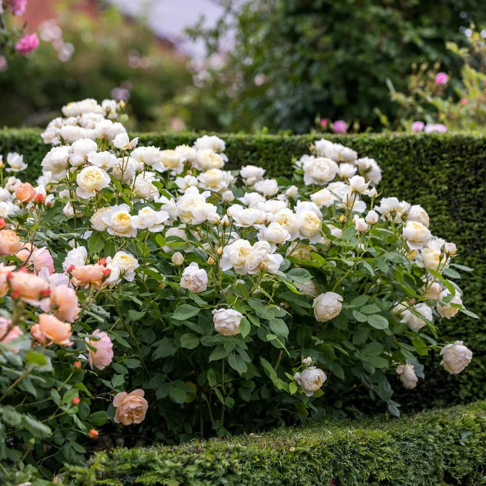 Rosa Vanessa Bell 6L