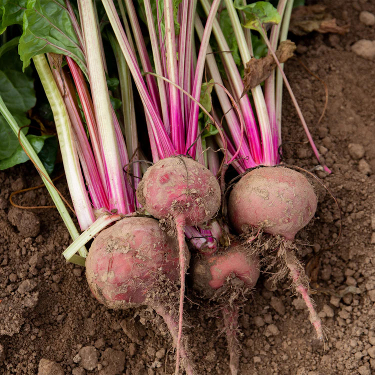 Beetroot Chioggia
