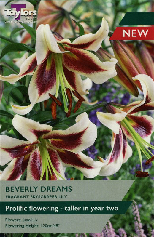 LILY BEVERLY DREAMS X 2