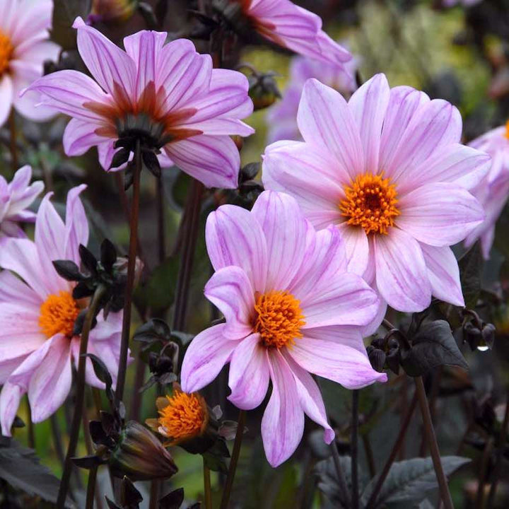 DAHLIA Bishop of Leicester