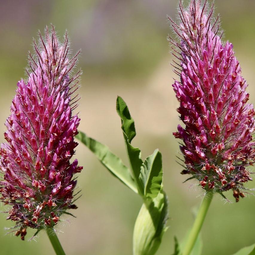 Sanguisorba-Menziesii-Plant