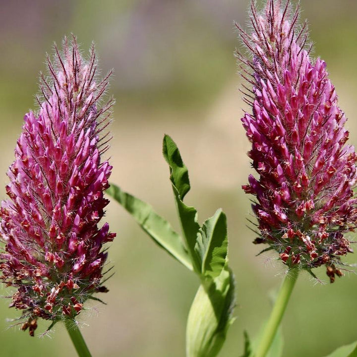 Sanguisorba-Menziesii-Plant