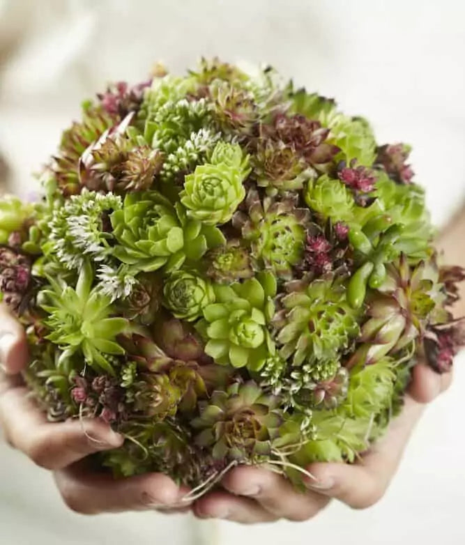 Unwins Houseplant Succulent Mix (Sempervivum) - Seed Packets - Windyridge Garden Centre