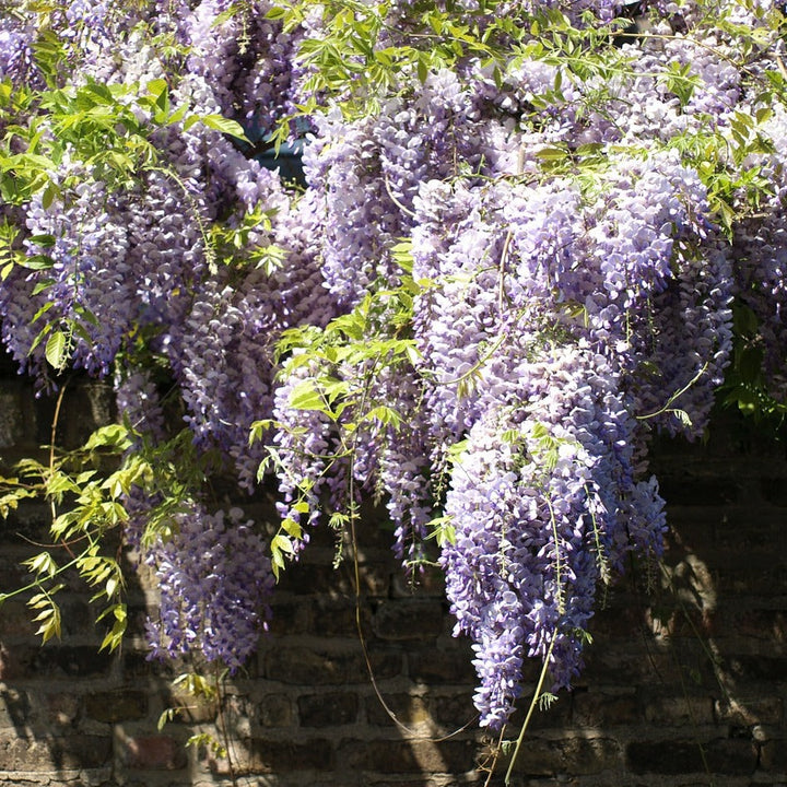 Wisteria in cultivars (H)