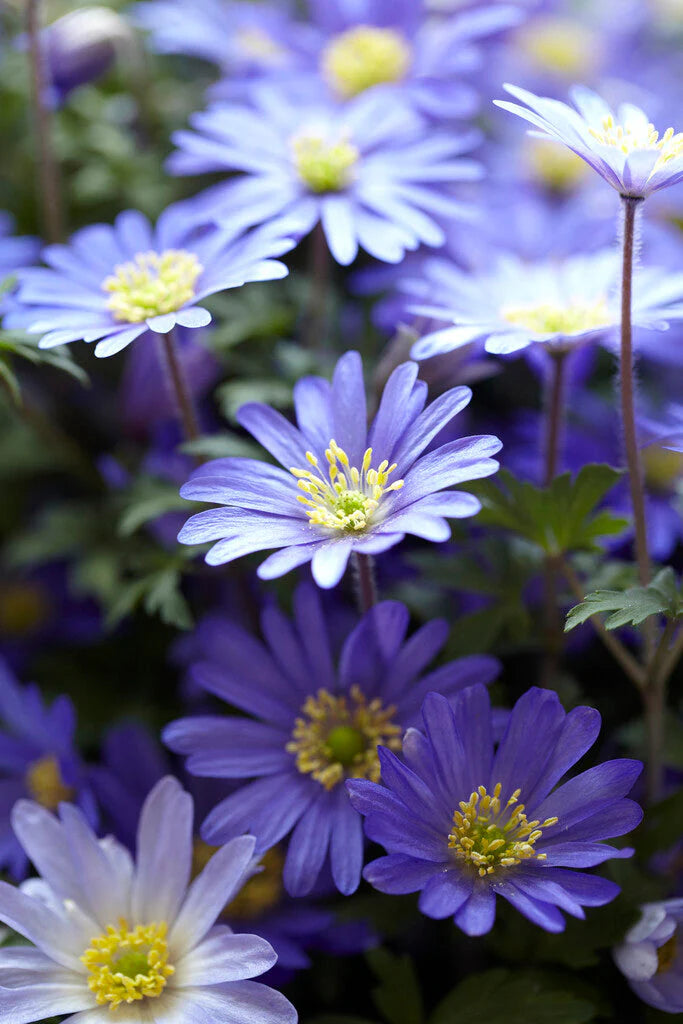 ANEMONE BLANDA BLUE SHADES x 40