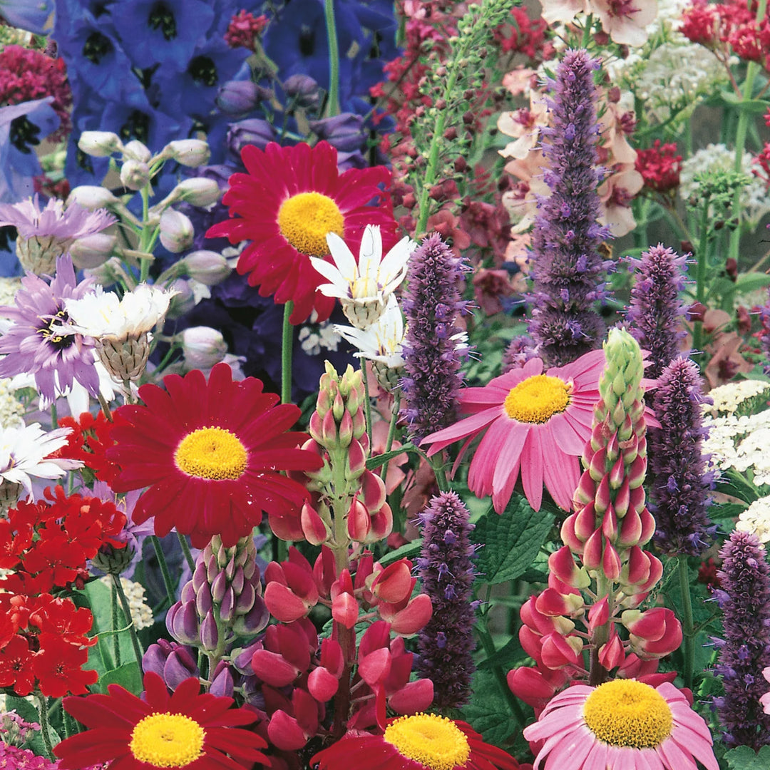 Cottage Garden Border Perennials Mix - Seed Packets - Windyridge Garden Centre