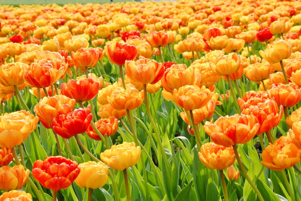 TULIPA SUN LOVER X 8