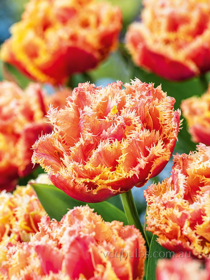 PREM TULIP BRISBANE X 8
