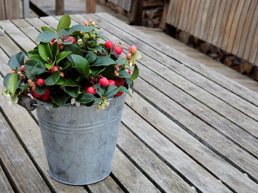 Gaultheria-proc.-Big-Berry-Potted-2