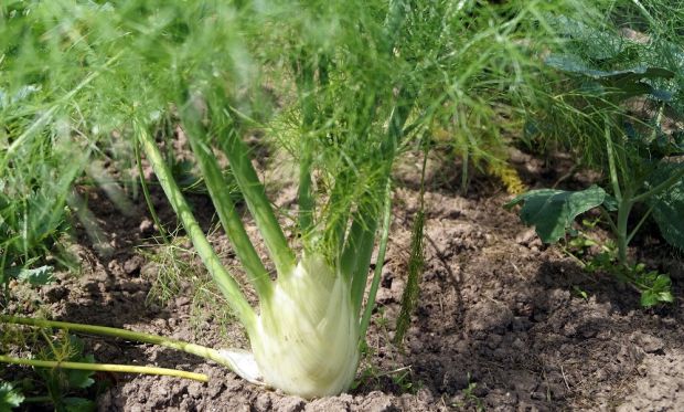 Fennel Perfection - Seed Packets - Windyridge Garden Centre