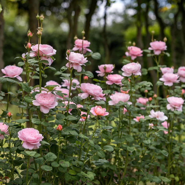 David-Austin-Rosa-Queen-of-Sweden-Flower-1