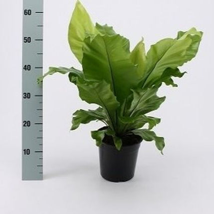 Asplenium nidus  P17
