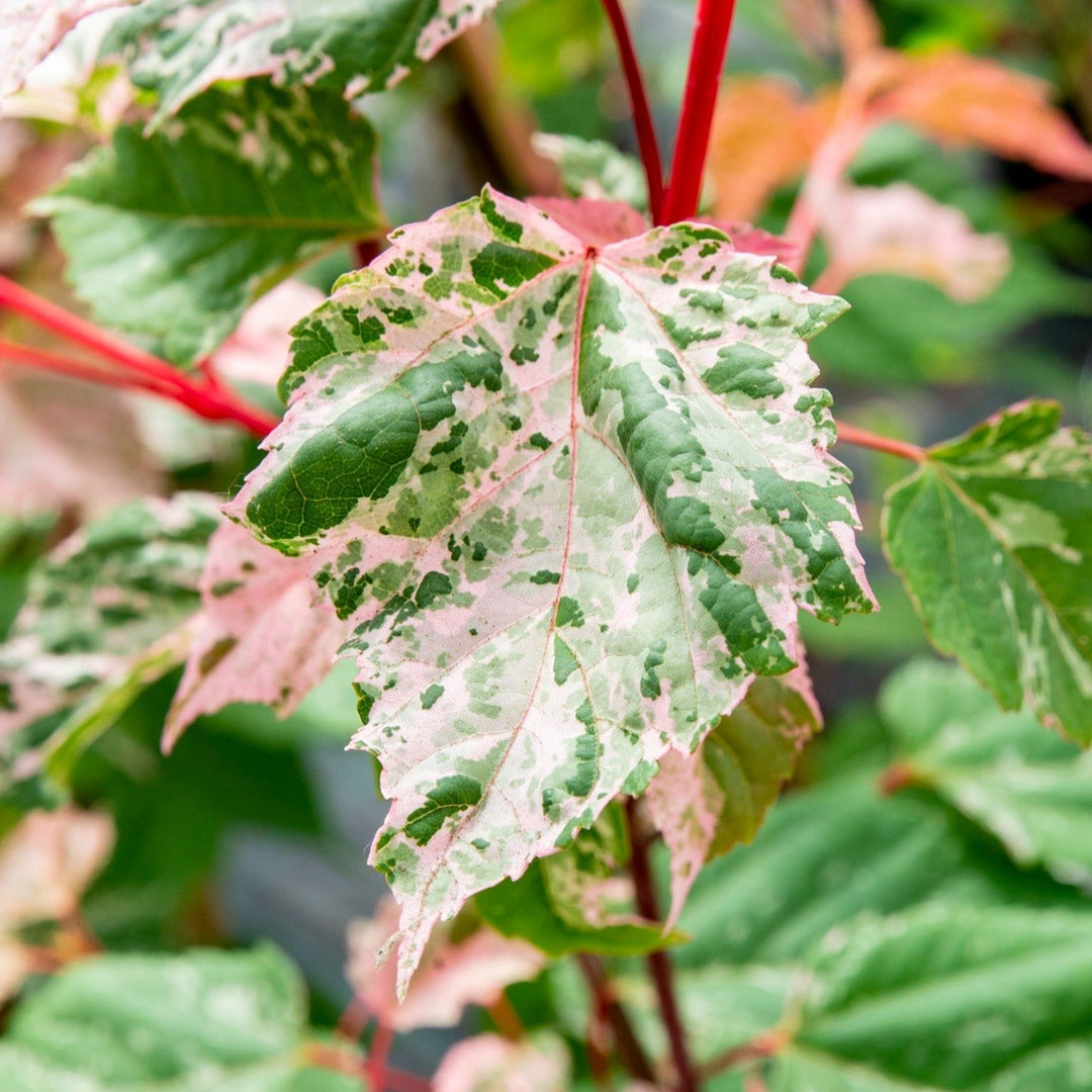 Acer conspicuum Red Flamingo