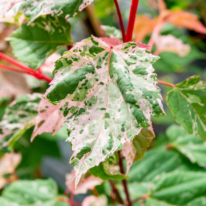 Acer conspicuum Red Flamingo