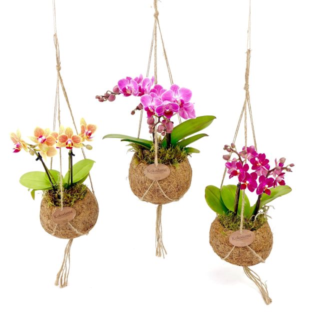 Kokodama Phalaenopsis  12 Cm String Pot - Indoor Plants - Windyridge Garden Centre
